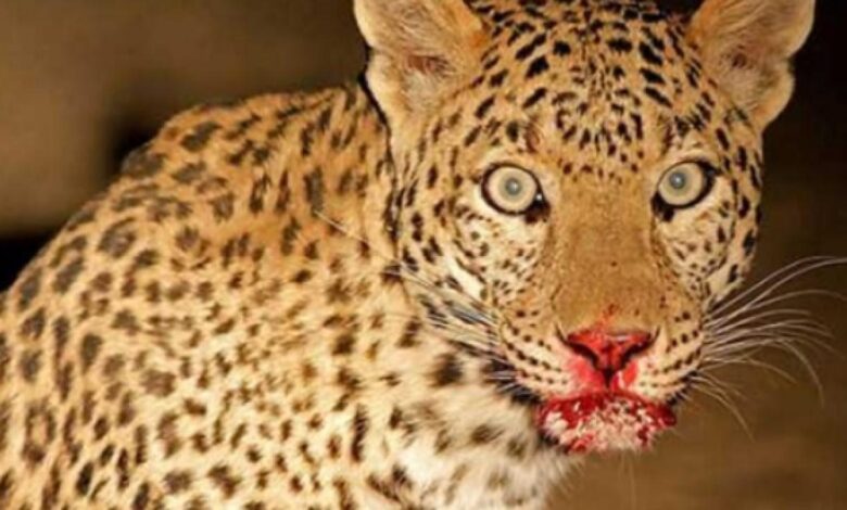 जंगल में घास लेने गई महिला को गुलदार ने बनाया शिकार