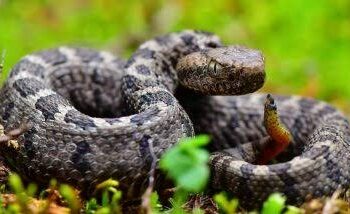 रुद्रपुर स्थित एक कंपनी में अजगर मिलने से मचा हड़कंप, देखें तस्वीरें