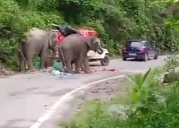 हाईवे पर हाथी ने लोगों के पीछे लगाई दौड़, मची भगदड़