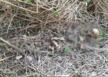 दो साल बाद खुला BSNL भवन का ताला, अंदर पड़ा मिला कंकाल