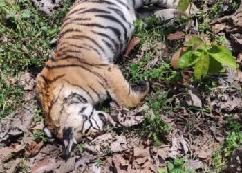 जिम कार्बेट नेशनल पार्क में मादा बाघ की मौत से मचा हड़कंप