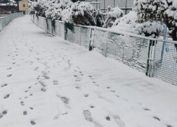 जिम कार्बेट नेशनल पार्क में मादा बाघ की मौत से मचा हड़कंप