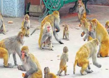 इंदिरानगर की महिला की डिमांड, वन विभाग भरे अस्पताल का पौने दो लाख का बिल