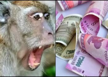 उत्तराखंड: पहाड़ में बैंक से रूपये निकालकर लौट रही थी आमा, रूपयों से भरा पर्स छीन ले गया बंदर