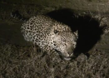 बाघ का आंतक, 26 अप्रैल तक स्कूल और आंगनबाड़ी केंद्र बंद रखने की आदेश