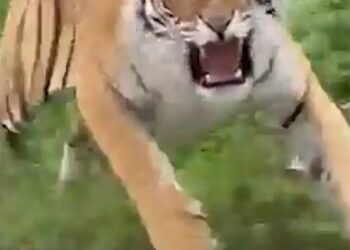 उत्तराखंड जिम कॉर्बेट पर्क: सड़क किनारे बाघ ने डराया पर्यटक को, रामनगर मे हुआ बाघ ओर पर्यटको का आमना-सामना।