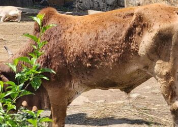 पिथौरागढ़ में लंपी वायरस का कहर, कारणों की तलाश में जुटी केंद्र की टीम, नेपाल से कनेक्शन होने की आशंका