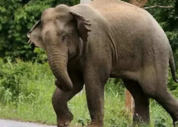 Kotdwar: जंगल में चारा पत्ती लेने गई महिला को हाथी ने दौड़ाया, फिर सूंड से उठाकर पटका, अस्पताल में भर्ती