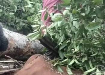 नैनीताल में तूफान के कारण गौशाला पर गिरा पेड़, 1 गाय सहित 4 जानवरों की मौत