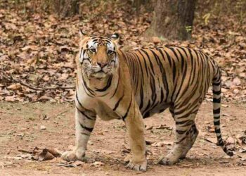 जंगल में जहरीली धातुओं से बाघों को जान का जोखिम