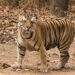 जंगल में जहरीली धातुओं से बाघों को जान का जोखिम