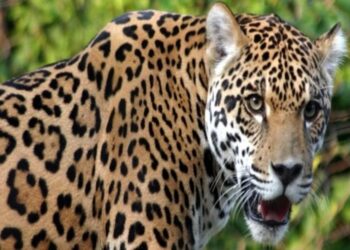 उत्तराखंड: जंगल से एक गुलदार आकर खेल रहे बच्चो के चारो तरफ घूमने लगा, आठ साल की एक बच्ची ने दिखाई हिम्मत।