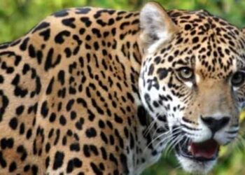 Roorkee: भगवानपुर में आम के बाग की रखवाली कर रहे तीन युवकों पर गुलदार ने किया हमला, दो हायर सेंटर रेफर