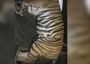 उत्तराखंड: शिकारियों ने एक बाघिन को फंदे में फंसाया।