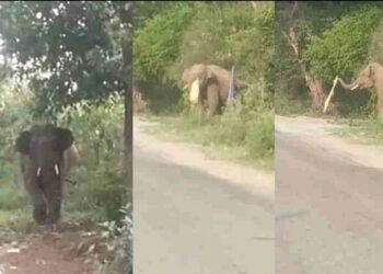 उत्तराखंड: दूधली मोथरोवाला बाईपास मार्ग पर हाथी आने से मचा हड़कंप।