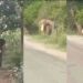उत्तराखंड: दूधली मोथरोवाला बाईपास मार्ग पर हाथी आने से मचा हड़कंप।