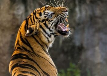 उत्तराखंड: प्रदेश में पांच महीने में 12 बाघ-बाघिनों की हुई मौत।