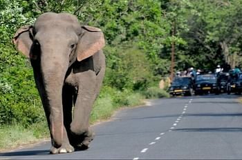Nainital: हाथियो ने सड़क पर घूम कर वाहनों को रोका, ढेला-झिरना पर्यटन जोन सड़क की आधे घंटे तक रुकी रही वाहनों की आवाजाही।