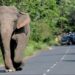 Nainital: हाथियो ने सड़क पर घूम कर वाहनों को रोका, ढेला-झिरना पर्यटन जोन सड़क की आधे घंटे तक रुकी रही वाहनों की आवाजाही।
