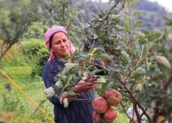 उत्तराखंड: रोज़गार की समस्स्या से निजात पाने के लिए, पति पत्नी ने पहाड़ में शुरू की सेब और किवि की बागवानी, दोनो बने एक मिसाल