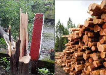 रुद्रप्रयाग : पुष्पा स्टाइल में चंदन के पेड़ों में चली आरी, सोता रहा विभाग