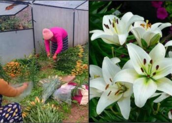 चमोली में लिलीयम के फूलों की खेती ने संवारी किसानों की जिंदगी, लाखों में हो रही कमाई