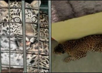 नैनीताल: नरभक्षी गुलदार पिंजरे में हुआ कैद, पहचान में जुटा वन विभाग