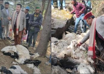 Uttarakhand : एक साथ 300 से अधिक भेड़ों की मौत, भेड़पालकों पर मंडरा रहा रोजी रोटी का संकट