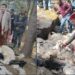 Uttarakhand : एक साथ 300 से अधिक भेड़ों की मौत, भेड़पालकों पर मंडरा रहा रोजी रोटी का संकट