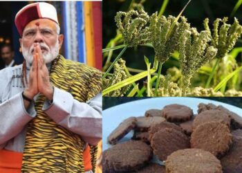 स्वास्थ्य की दृष्टि से बेहद लाभकारी है मोटा अनाज मंडुवा