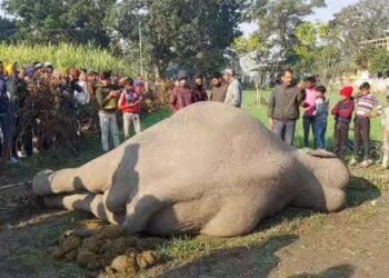 उत्तराखंड : खेत में पड़ा मिला हाथी का शव, वन विभाग की टीम ने हाथी को लिया कब्जे में