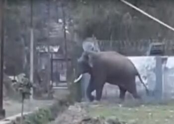 हरिद्वार: कोर्ट और कलेक्ट्रेट परिसर में गजराज का उत्पात, गेट और दीवार को तोड़ा, वनकर्मियों ने फायरिंग कर भगाया