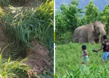 चंपावत में हाथियों का उत्पात, लोकसभा चुनाव का बहिष्कार करेगें ग्रामिण