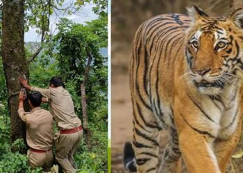 बाघ की दहशत में लोग, पिंजरे में कैद करने की मांग, अलर्ट मोड़ पर वन विभाग