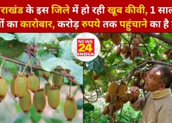 उत्तराखंड के इस जिले में हो रही खूब कीवी, 1 साल में लाखों का कारोबार, करोड़ रुपये तक पहुंचाने का है लक्ष्य