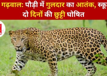 पौड़ी गढ़वाल: पौड़ी में गुलदार का आतंक, स्कूलों में दो दिनों की छुट्टी घोषित