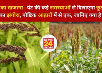 सेहत का खजाना : पेट की कई समस्याओं से दिलाएगा छुटकारा पहाड़ का झंगोरा, पौष्टिक आहारों में से एक, जानिए क्या है फायदे