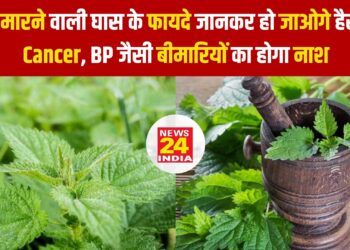डंक मारने वाली सब्जी के फायदे जानकर हो जाओगे हैरान, Cancer, BP जैसी बीमारियों का होगा नाश