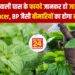डंक मारने वाली सब्जी के फायदे जानकर हो जाओगे हैरान, Cancer, BP जैसी बीमारियों का होगा नाश
