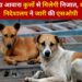 उत्तराखंड: उग्र आवारा कुत्तों से मिलेगी निजात, शहरी विकास निदेशालय ने जारी की एसओपी