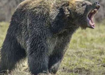 Bear Attack :यहा भालू ने किया युवक पर हमला, एक पैर और हाथ को बुरी तरह चबाया