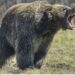 Bear Attack :यहा भालू ने किया युवक पर हमला, एक पैर और हाथ को बुरी तरह चबाया