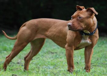 Pitbull Attack: रुड़की में पालतू Pitbull ने महिला की ली जान, मालिक पर हत्या का मुकदमा दर्ज