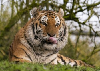 UTTARAKHAND: बाघ ने महिला को बनाया निवाला, क्षेत्र में मचा हड़कप, तलाश में जुटी वन विभाग