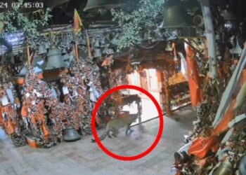 जब न्याय देवता के दरबार में आ पहुंचा गुलदार..VIDEO हो रहा VIRAL