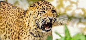 25 लोगों की कतार फिर भी पकड़ में नहीं आ रहा गुलदार,गांव में लगे आठ पिंजरे