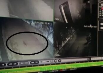 रुड़की में गुलदार का आंतक, पशुओं को बना रहा निवाला, CCTV में हुआ कैद