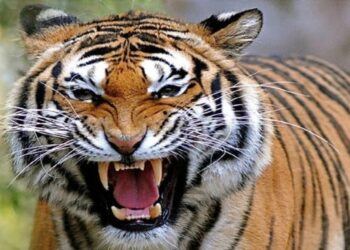 HARIDWAR:  पशु को चराने गए युवक पर बाघ का हमला, भाई ने बचाई जान