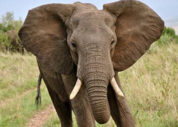 अफरा-तफरी: गजराज बना यमराज, व्यक्ति को कुचला, गांव में दहशत