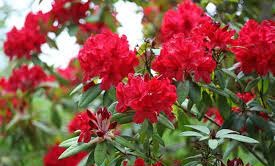 ग्लोबल वार्मिंग का असर प्रभाव: समय से पहले खिला बुरांस, इन जड़ी-बूटियों पर भी मड़रा रहा खतरा; जाने वजह